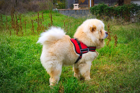 Cream-colored Chow Chow looking carefully