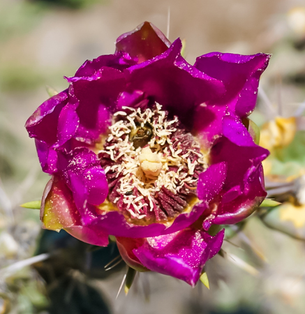 An up close view of a Cacti Fuchsia Pink Flower bloomingの写真素材