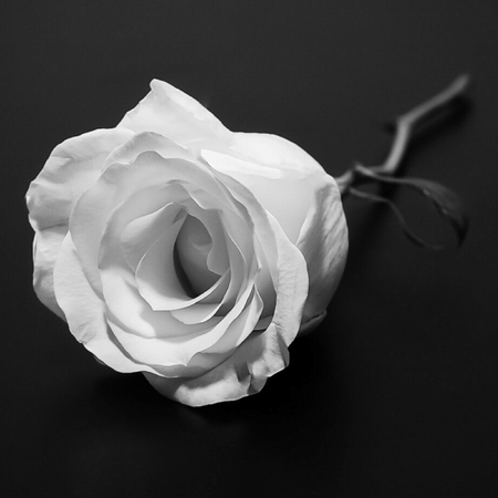 A single long stem White Rose blooming in black and whiteの写真素材