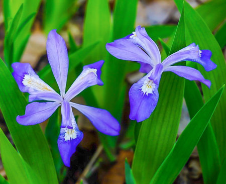 Purple Dwarf Crested Iris Wildflowers in the woods