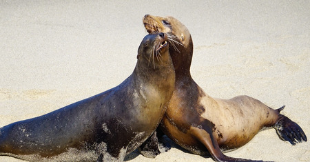 A pair of Sea Lions playing at the ocean sands of the beach on the California Coastの写真素材