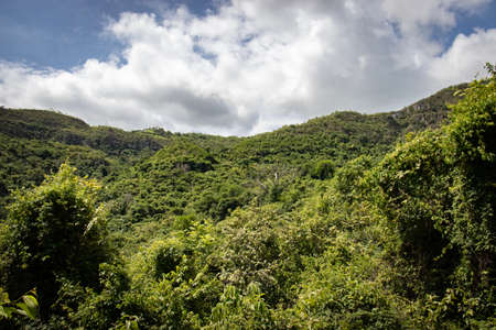 A group of bushes with a mountain in the backgroundの写真素材