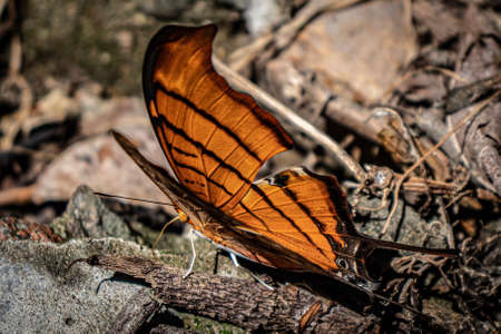 A bird sitting on a rockの写真素材