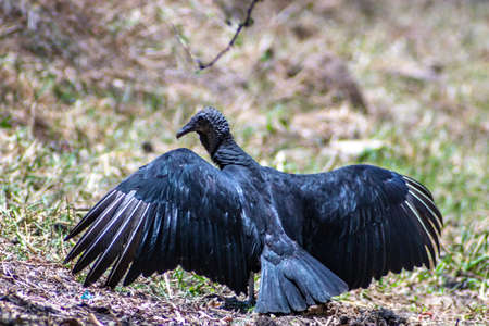 A bird standing on a rockの写真素材
