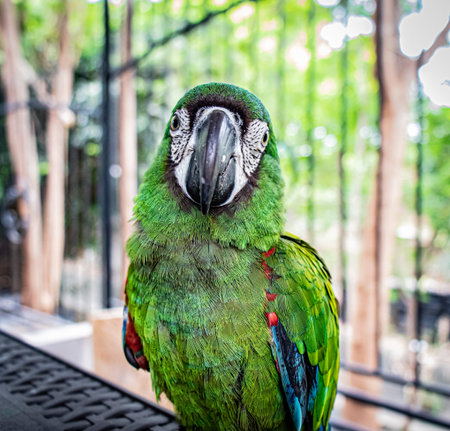 A bird sitting on top of a parrot