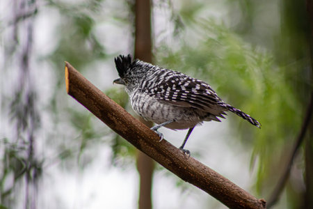 A small bird perched on a tree branch