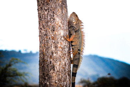 A close up of a reptile