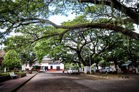 A tree lined street yaguara
