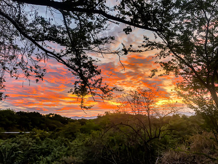 A tree with a sunset in the background