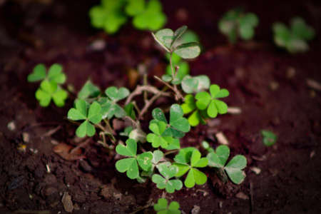 A close up of a plantの写真素材