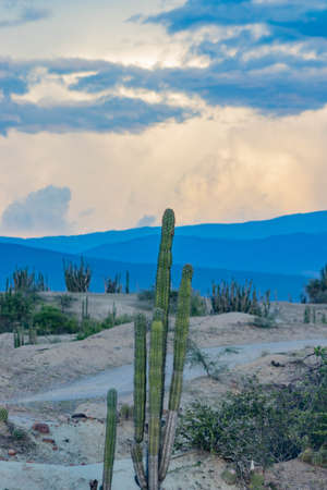 A tree with a mountain in the backgroundの写真素材