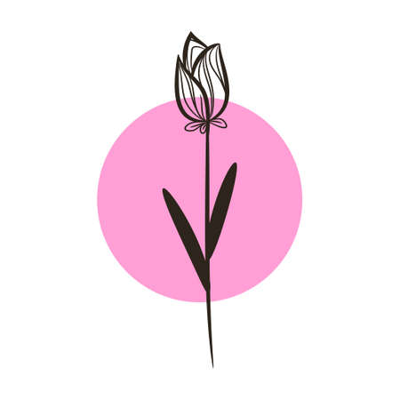 drawing of tulip flower with pink round backgroundのイラスト素材