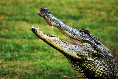 American Alligator Profile