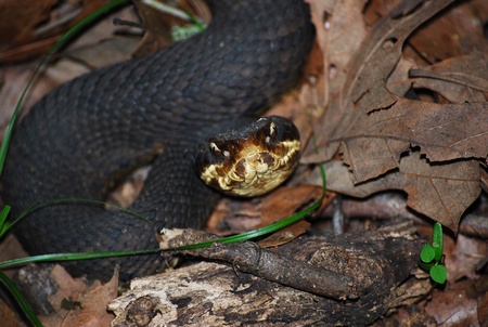 Cottonmouth: Agkistrodon piscivorusの写真素材
