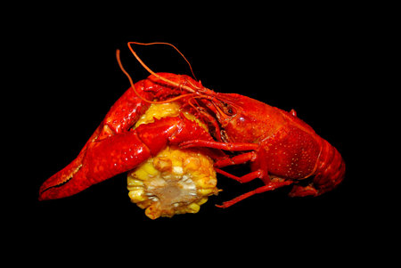 Red Boiled Crawfish and Corn Isolated on Black