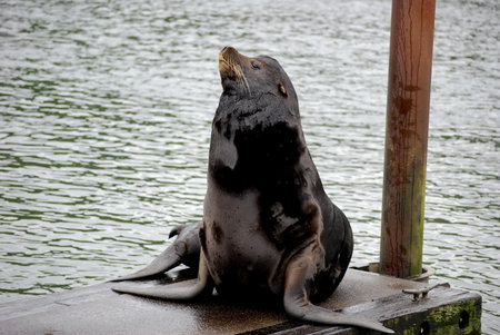 California Sea Lion at the dockの写真素材