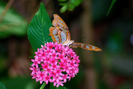 Malachite  Siproeta stelenes