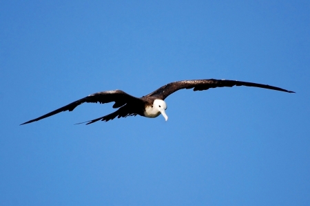 Frigatebird Against a Blue Skyの写真素材