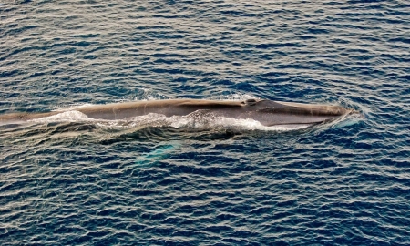 Fin Whale Surfacingの写真素材