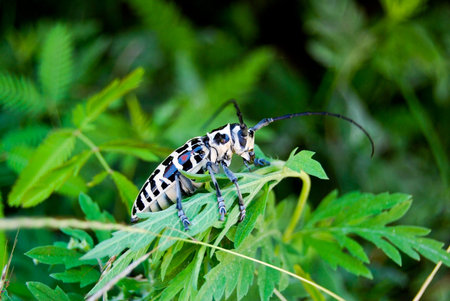 Cottonwood Borerの写真素材