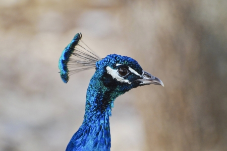 Peacock Profileの写真素材