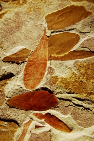 Fossilized Leavesの写真素材