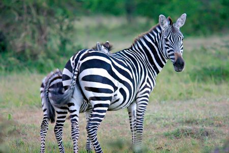 Zebras in the African Plainsの写真素材