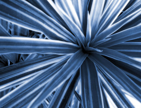 Abstract Blue Vegetationの写真素材