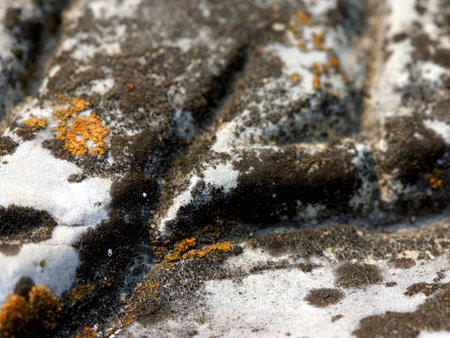 Lichen on Rockの写真素材