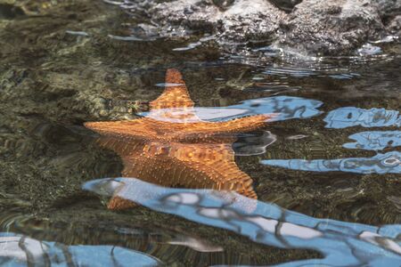 A starfish hangs on a rock underwaterの写真素材