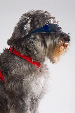 portrait of schnauzer dog with sunglasses, pet with sunglasses.の写真素材