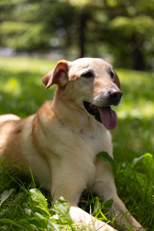 Portrait of golden dog in green grass, enjoying a sunny day in the parkの写真素材