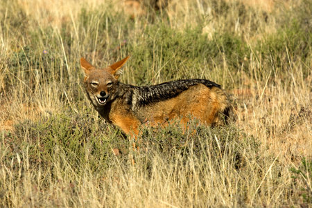 A black-backed jackal photographed in a national park in South Africa.