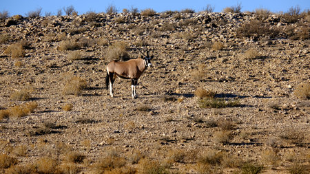 An Oryx standing in the veld of the dry Namibian landscape.の写真素材