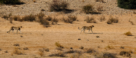 Two cheetahs  moving in a dry river bed in the Kalahari Desert in the Kgalagadi Transfrontier Park...