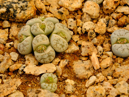Lithops, a succulent genus of unusual rock-like plant.. Also known as living stones or pebble plants...
