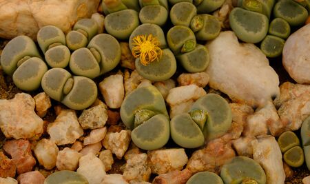 Lithops, a succulent genus of unusual rock-like plant.. Also known as living stones or pebble plants â occurring in South Africa and Namibia.の写真素材