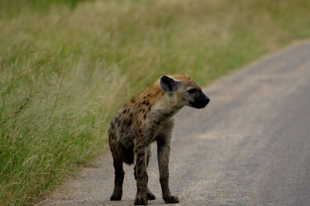 A juvenile spotted hyena at a roadside in the Kruger National Park in South Africa.の写真素材