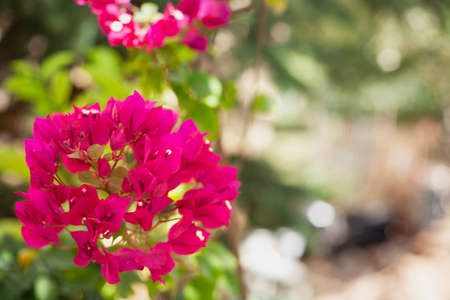 Beautiful exotic flower on green blur backgroundの写真素材