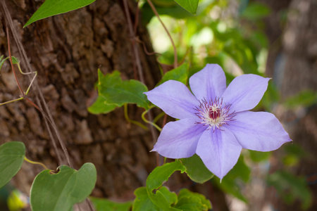 Beautiful single flower on green blur background