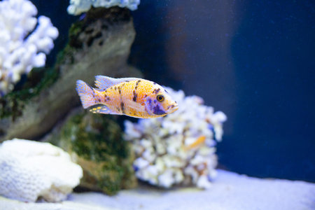 Bright beautiful ocean fish in blue sea water