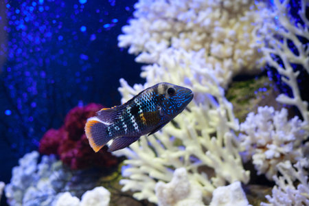 Bright beautiful ocean fish in blue sea water