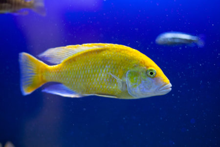 Bright beautiful ocean fish in blue sea waterの写真素材