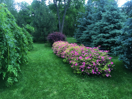 Beautiful flowers on green background roses and astersの写真素材