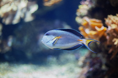 Bright beautiful ocean fish in blue sea waterの写真素材