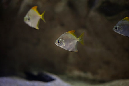 Bright beautiful ocean fish in blue sea water