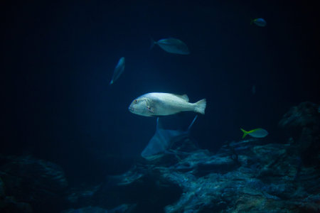 Bright beautiful ocean fish in blue sea waterの写真素材