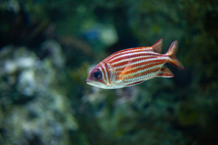 Bright beautiful ocean fish in blue sea water