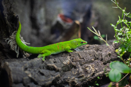 Green pair of adult chameleon lizards in plants resting in the lightの写真素材