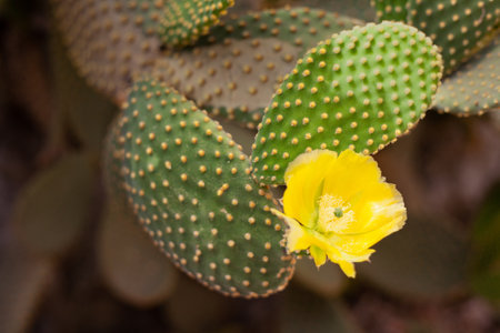 Beautiful prickly green cactus in hot summer weather in natureの写真素材
